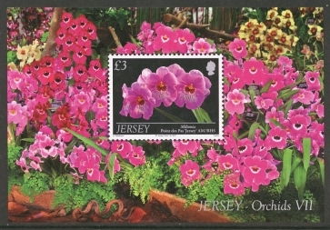 2011 Jersey Orchids M/S